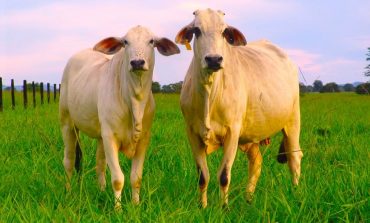 Projeto Mais Genética visa melhorar qualidade do gado