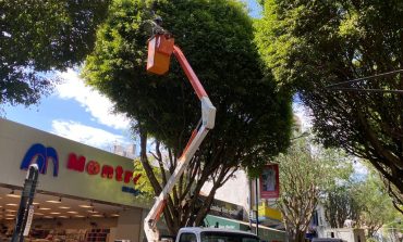 Rua São Paulo fica interditada para poda de árvores