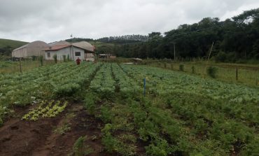 Agricultor familiar doa 200 kg de verduras ao Banco de Alimentos