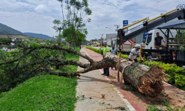 Árvore de Grande Porte Cai na Avenida João Pinheiro e Secretaria de Serviços Públicos Intensifica Ações de Prevenção
