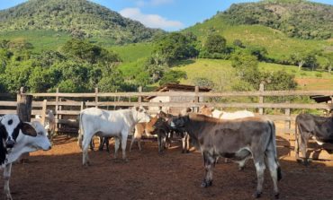 Sedet inicia campanha de vacinação de bovinos