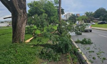 Chuvas provocam queda de árvores na Av. João Pinheiro e Secretaria de Serviços Públicos intensifica ações de prevenção