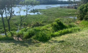 Prefeitura irá promover a retirada de aguapés da represa Bortolan